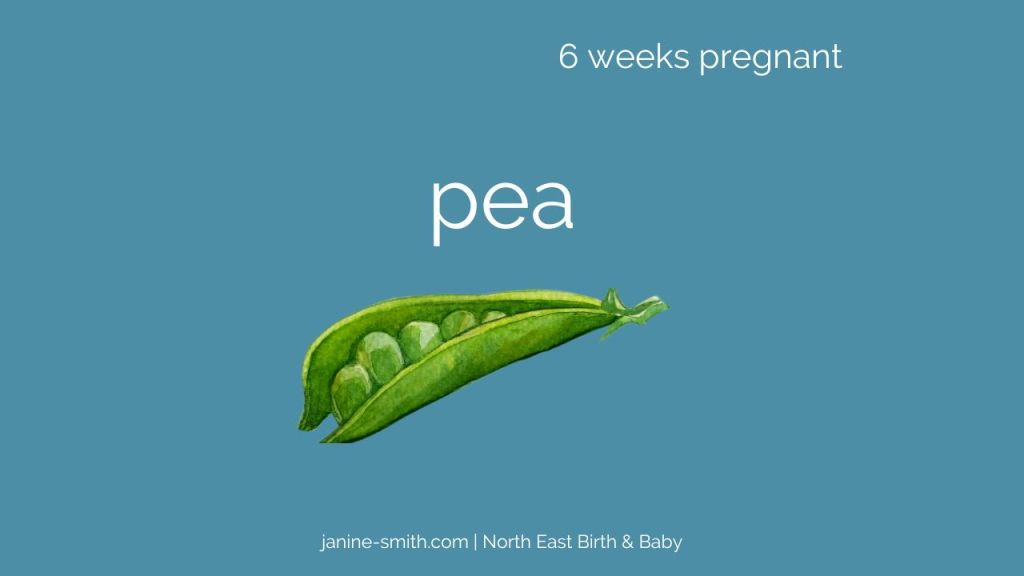 6 weeks pregnant