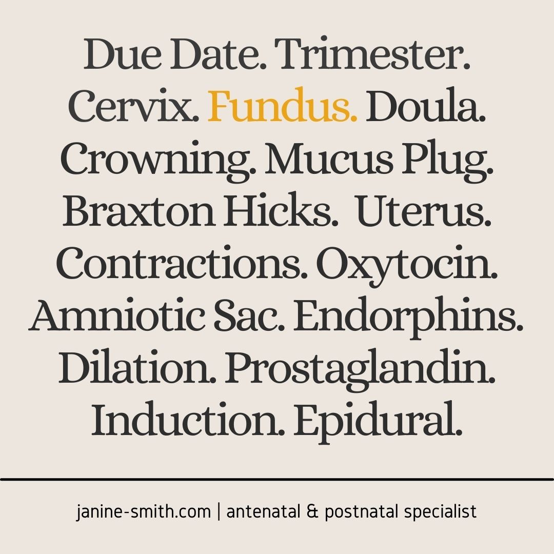 Fundus